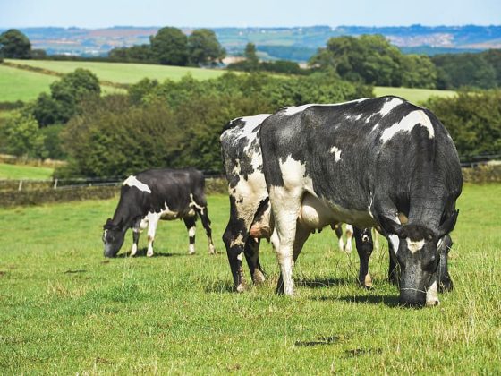 Faisal Alenezi: Revolutionizing the Meat Industry with a Mega Farm in Nebraska