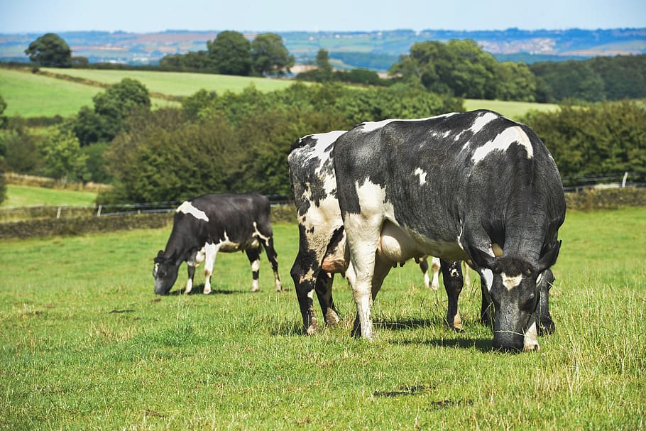 Faisal Alenezi: Revolutionizing the Meat Industry with a Mega Farm in Nebraska