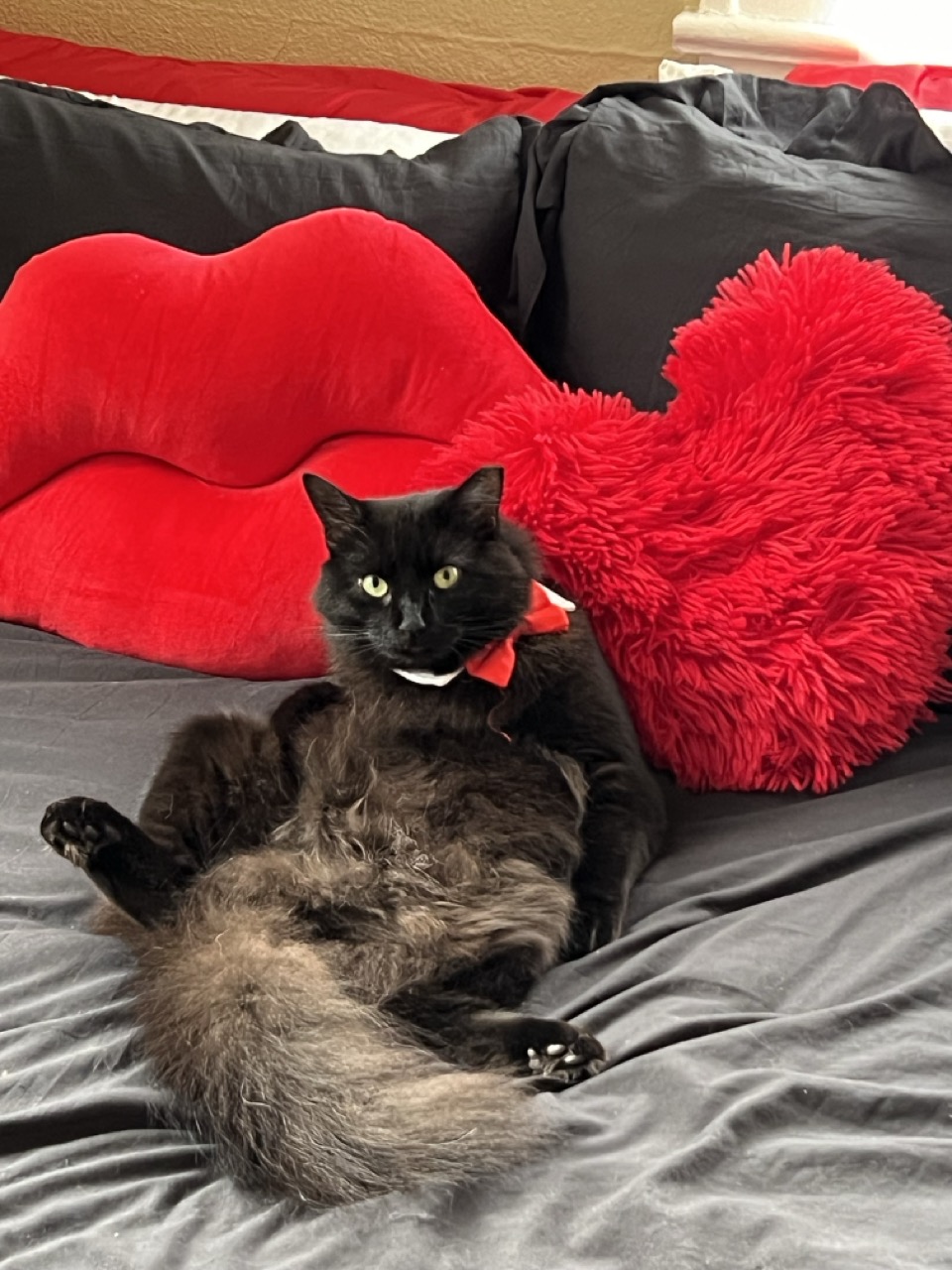 From Hardship to Haute Couture: The Inspiring Journey of Sir Hamilton, Feline Par Excellence