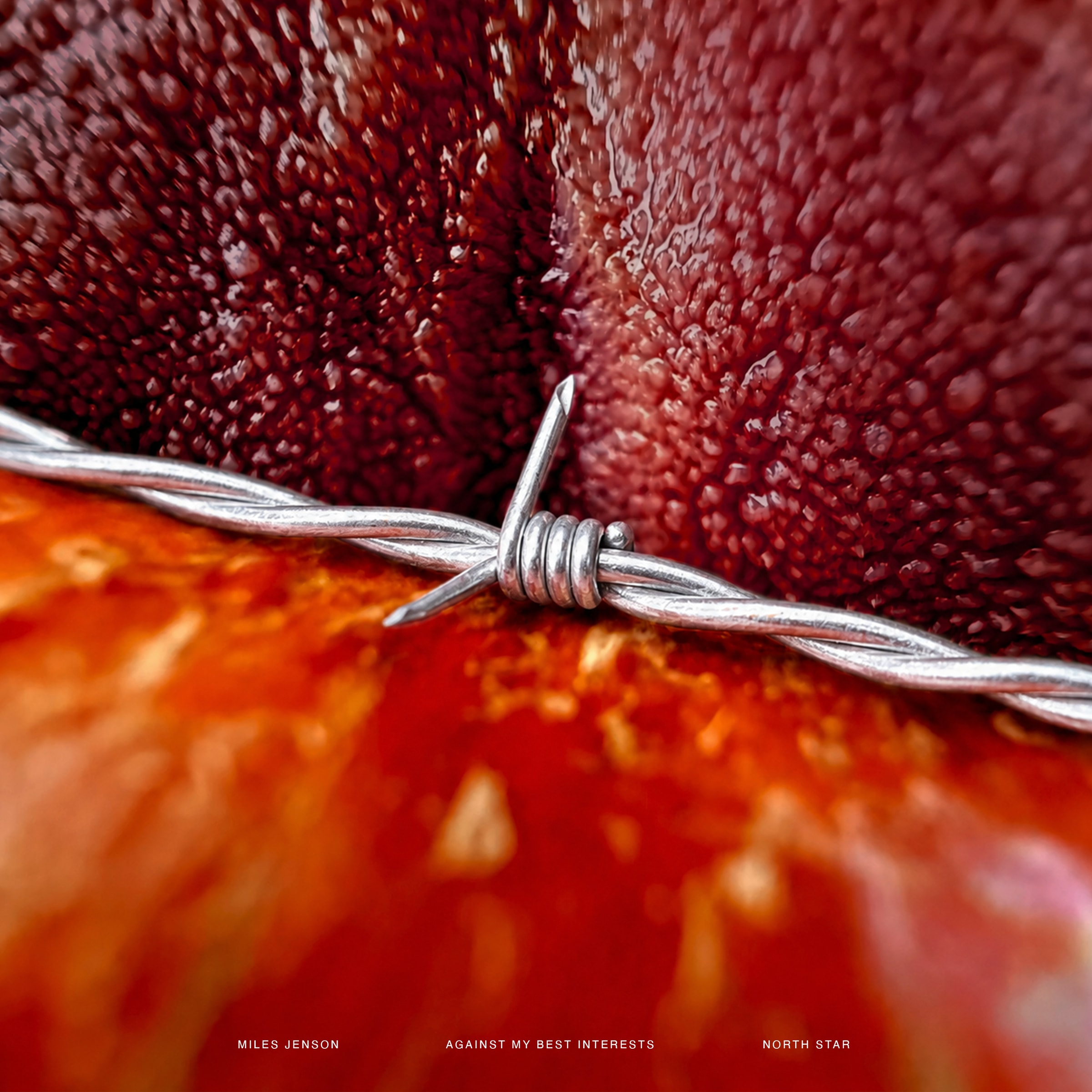 Miles Jenson North Star single cover art